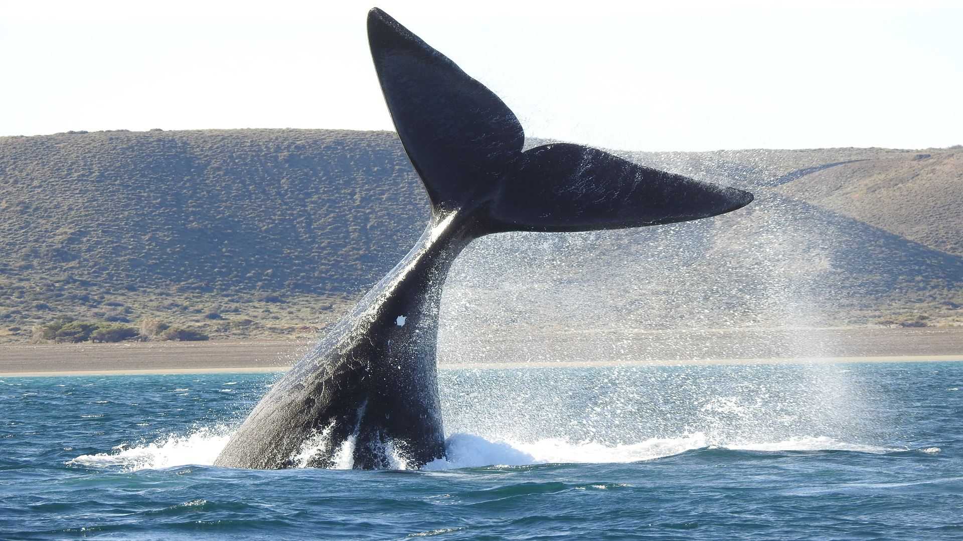 Best Puerto Madryn Tours