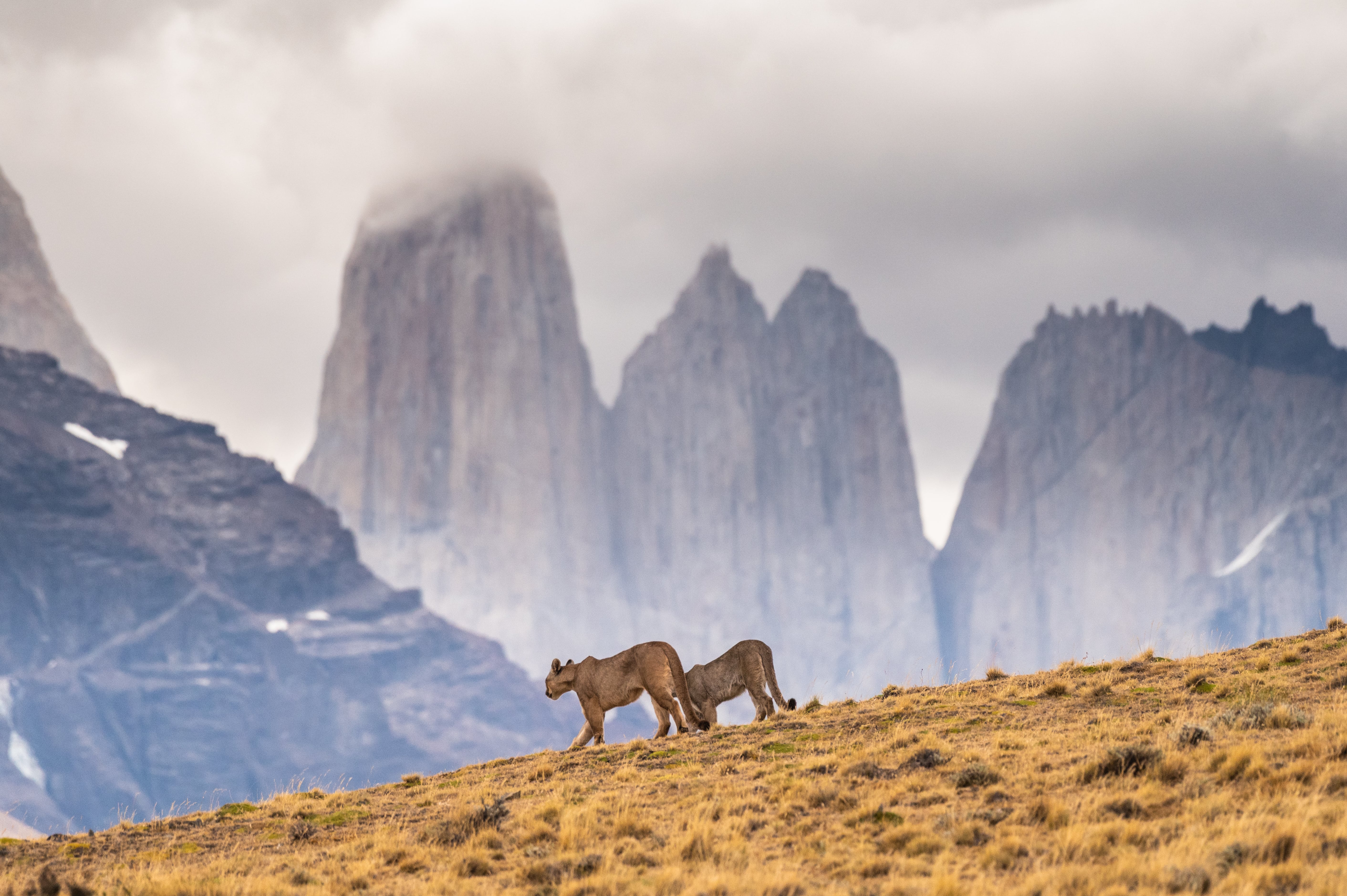 Best Torres del Paine Tours