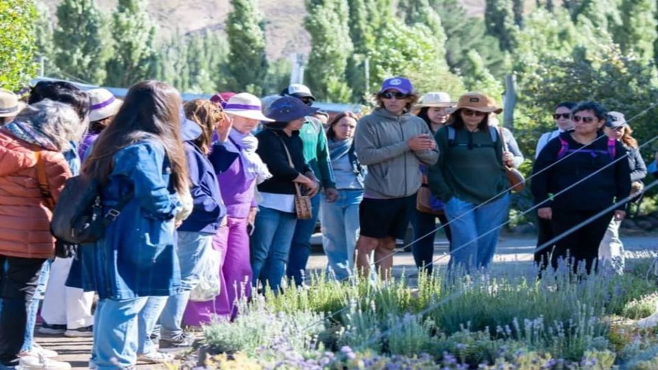 Campos de Lavanda do Limay com Lanche foto 5