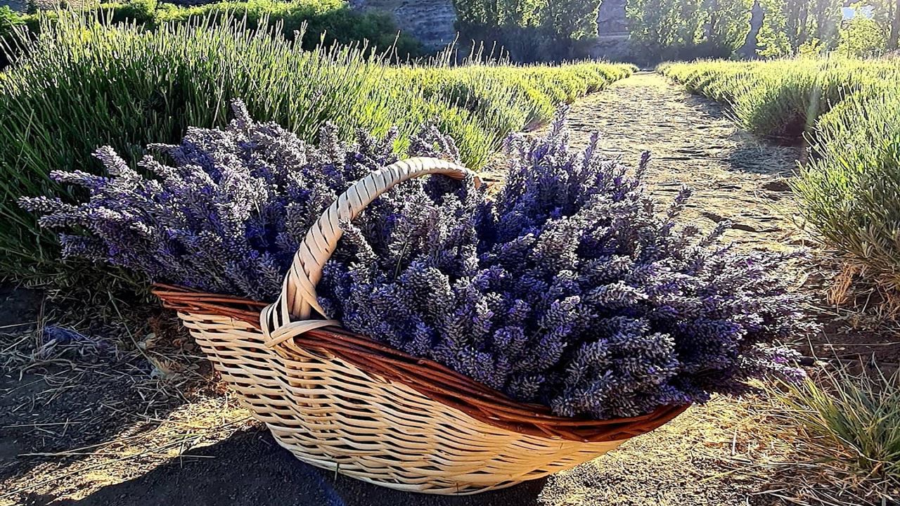 Campos De Lavanda Con Merienda (3)