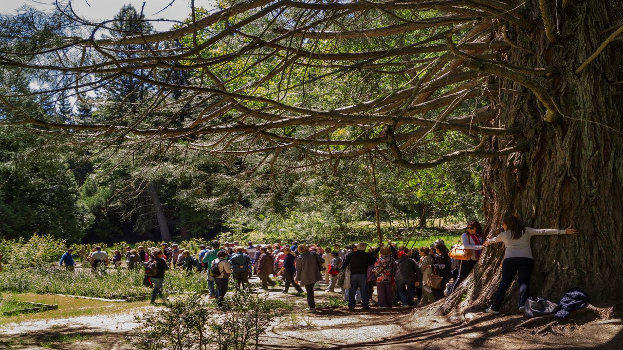 Victoria Island And Myrrh Forest (10)