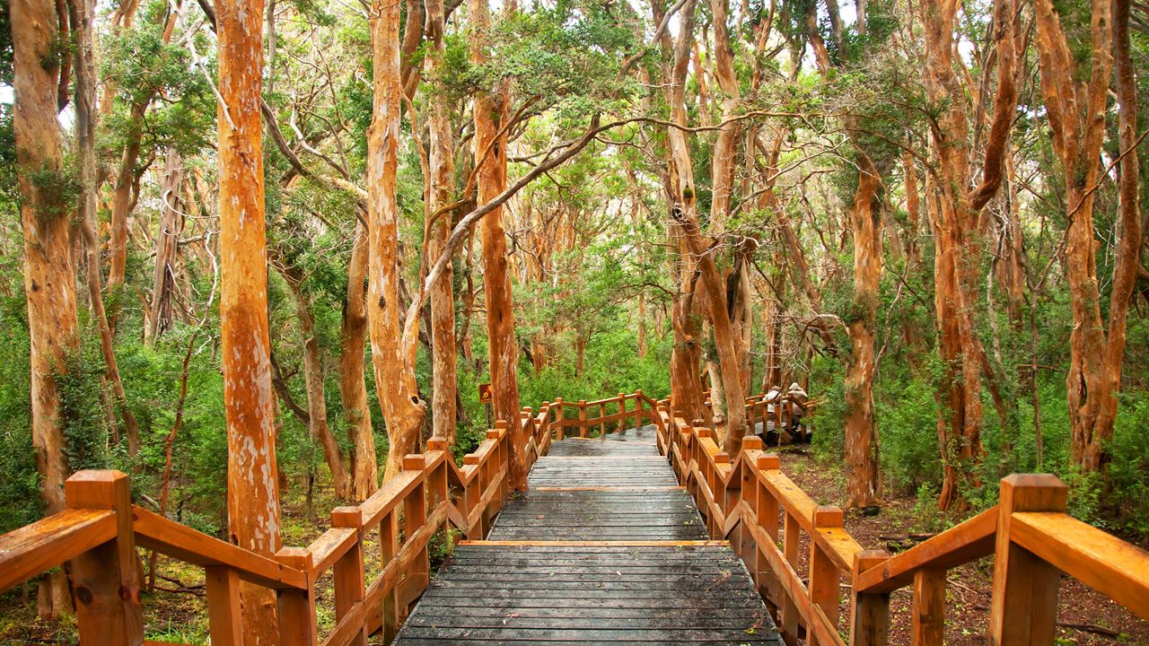 Victoria Island And Myrrh Forest (7)
