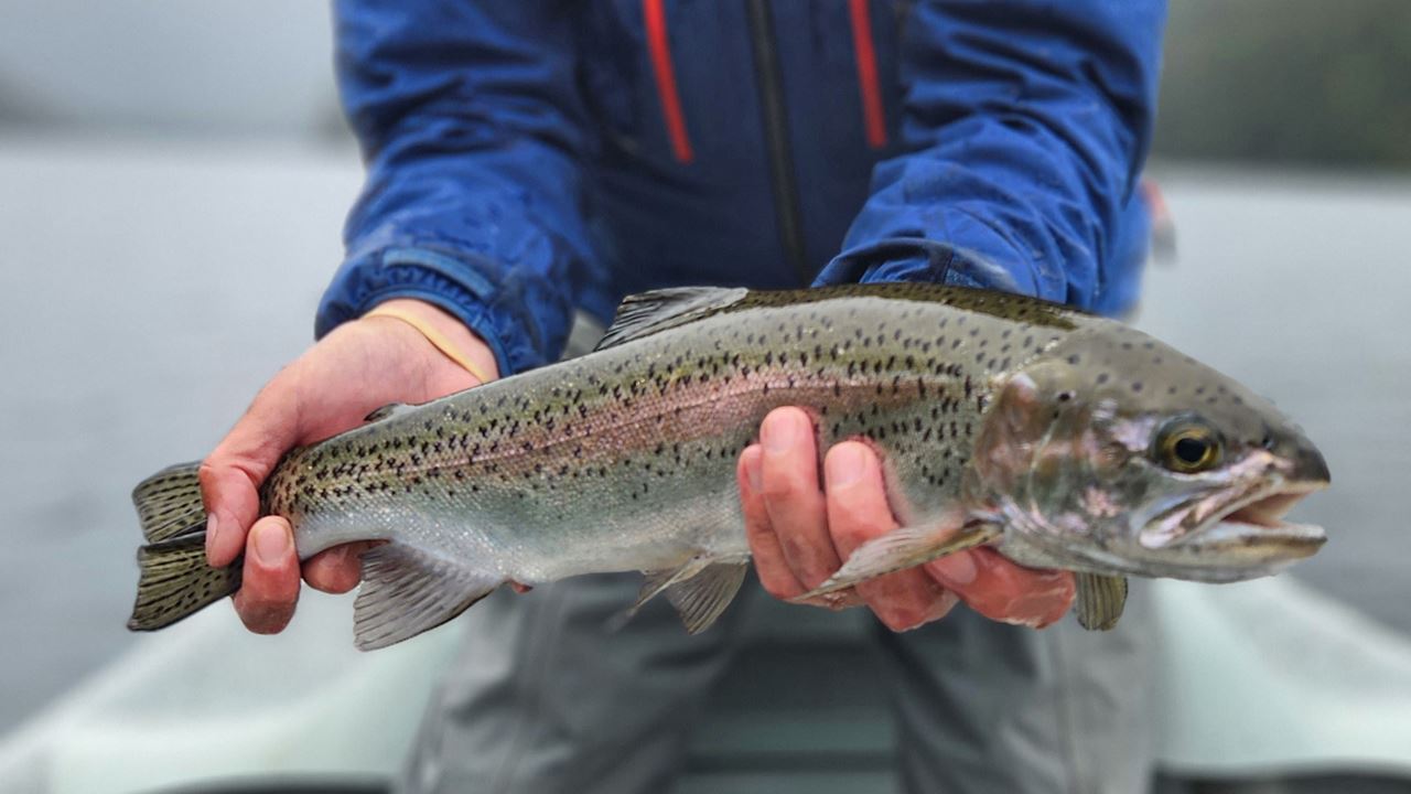 Fly Fishing In Patagonian Lakes (3)