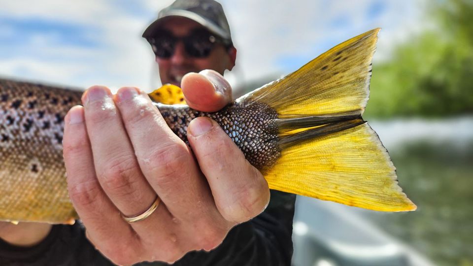 Pesca Com Mosca Nos Lagos Da Patagônia foto 7
