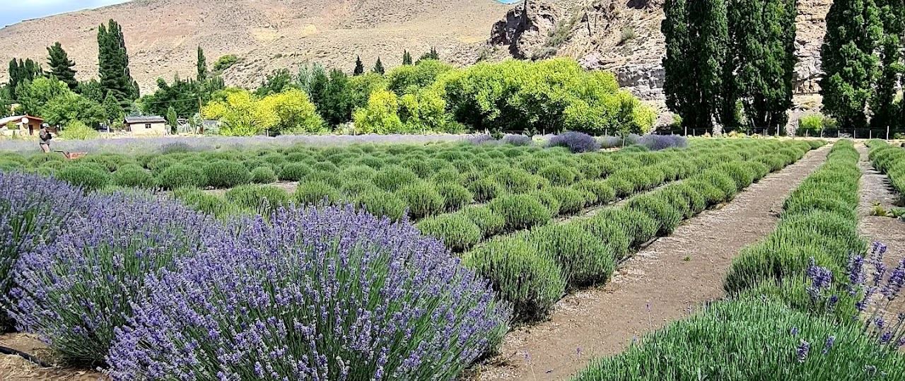 Lavender Fields With Snack